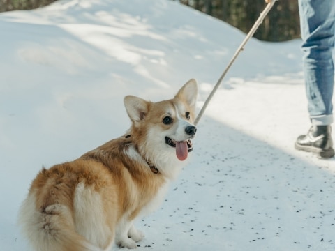Ein Hund im Winter beim Spazieren