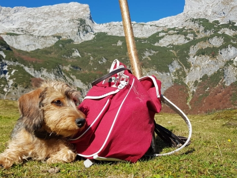 Wandern mit Hund in Österreich