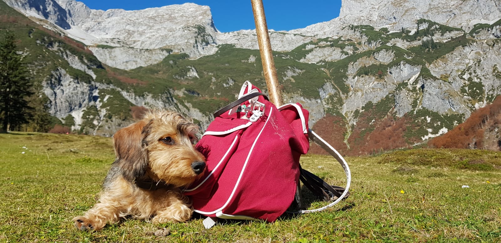 Wandern mit Hund in Österreich